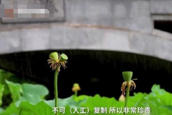 怒了！南京玄武湖并蒂蓮被游客摘下是怎么回事？(圖3)