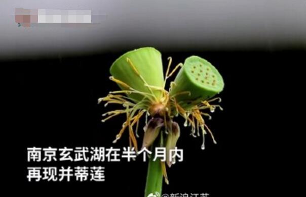 怒了！南京玄武湖并蒂蓮被游客摘下是怎么回事？(圖2)