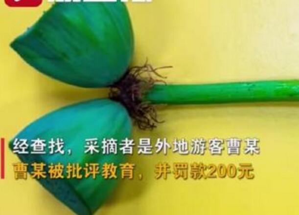 怒了！南京玄武湖并蒂蓮被游客摘下是怎么回事？