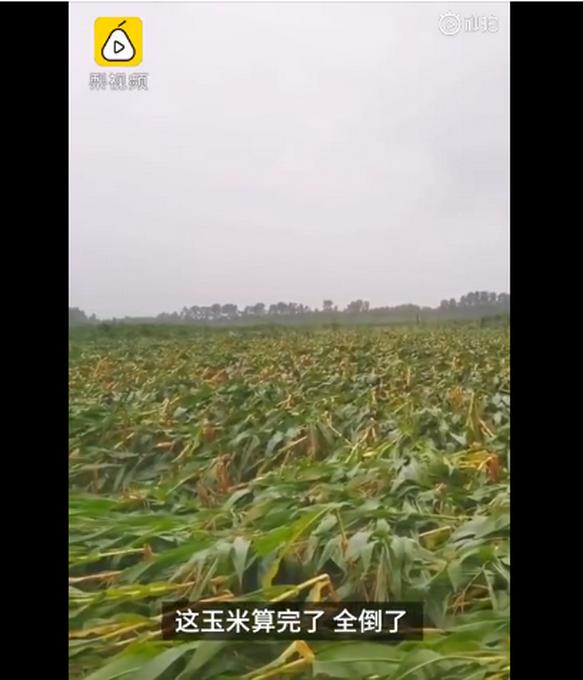 臺(tái)風(fēng)“美莎克”致吉林玉米大面積倒伏，像棉被一樣鋪在地上，減產(chǎn)已成定局